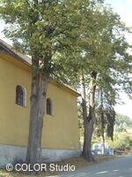 Památné lípy u kaple